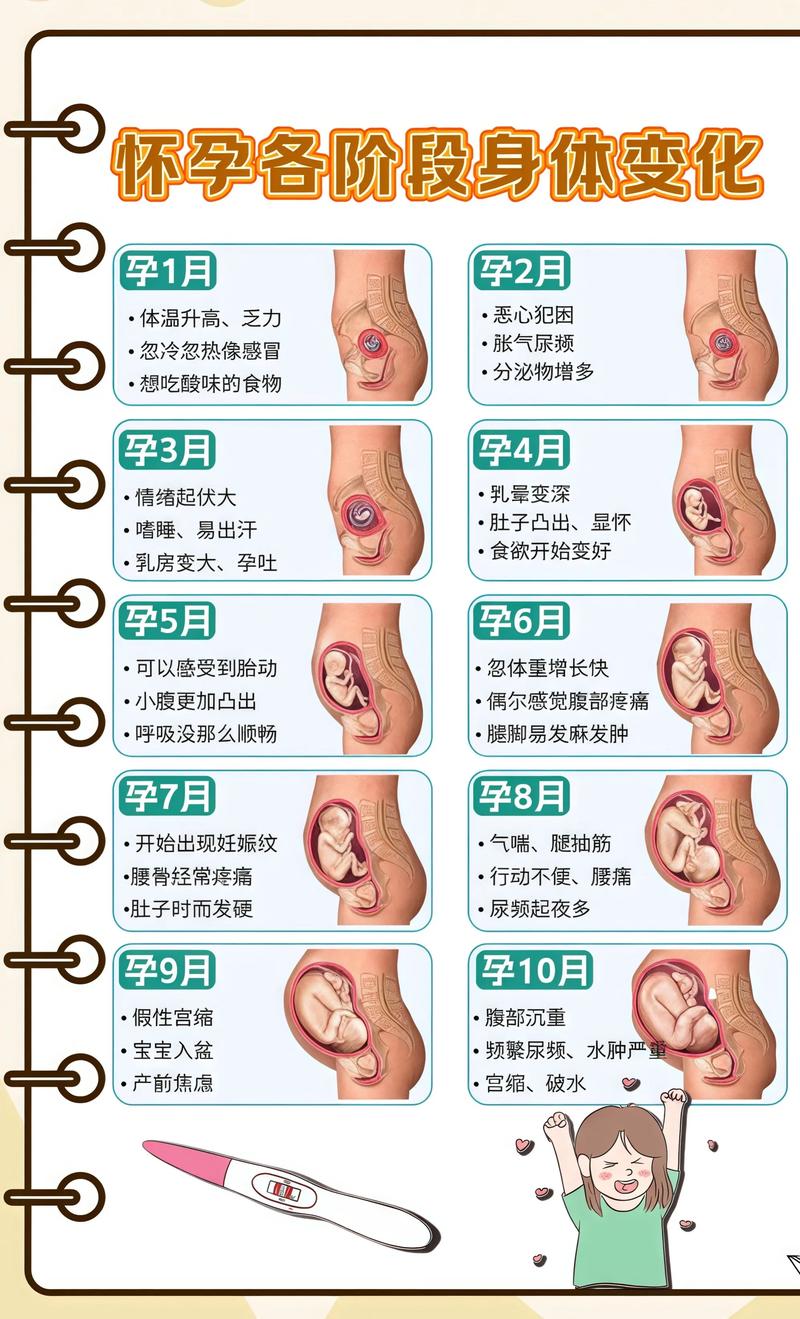揭秘供卵代孕妈妈怀孕小腹分两节，孕期变化的奥秘焦作代生机构: